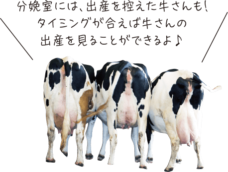 分娩室には、出産を控えた牛さんも！タイミングが合えば牛さんの出産を見ることができるよ♪